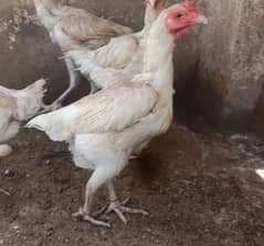 thai bread out clas white Thai females eggs dyti hai