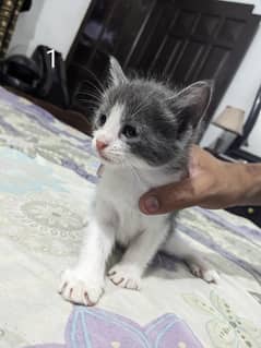 Kittens
