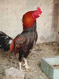 Aseel hens