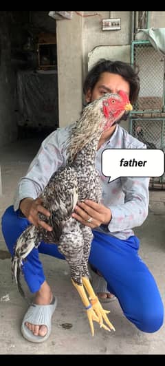 Aseel Shamo Chicks  | o Shamo | German Shamo chicks for sale