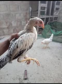 golden misri