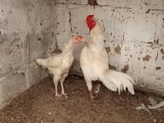 Heera aseel pair