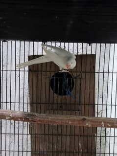 breeder female white ringneck & cermino