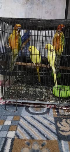 sun conure