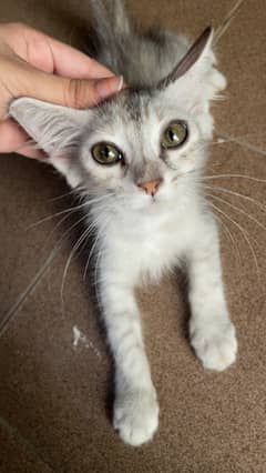Age of this cat is 3 months