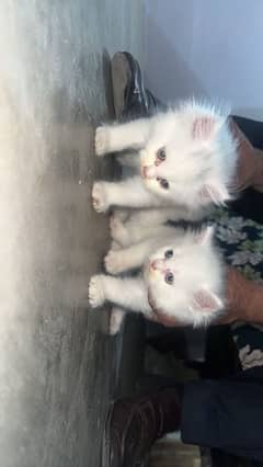 Persian cat pair 1 month age single also available