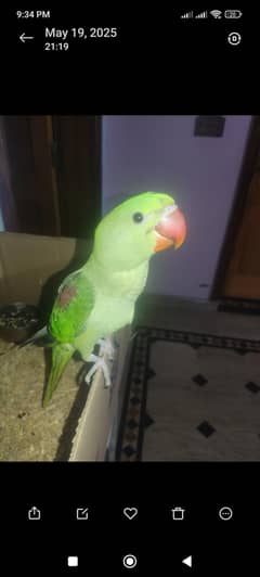 kashmiri raw jumbo size chick for sale| RS:15499