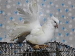 American Male & Red Tail Female For sale