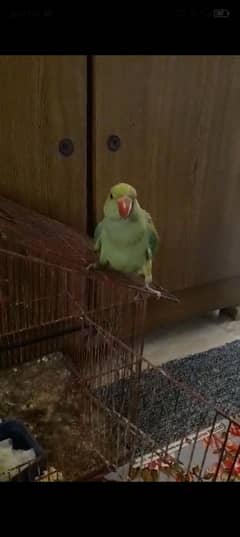 babay parrot 