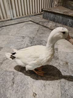 Female