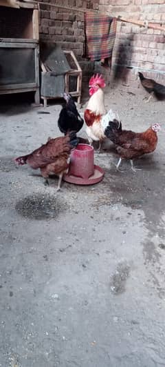 aseel desi fansi
