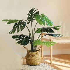 Monstera