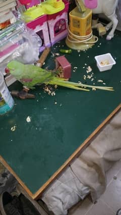 raw parrot