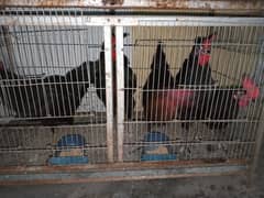 Australorp