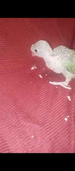 baby