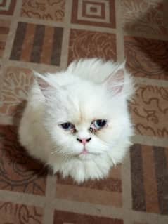 Persian cat for sale