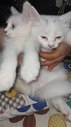 persion breed kittens in pair