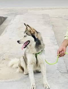 full active and fresh Pure Serbian husky