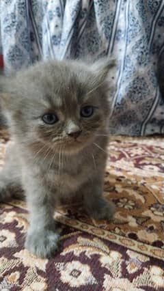 grey Persian kittens