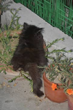 Persian Cat .