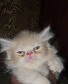 persion cat for sale