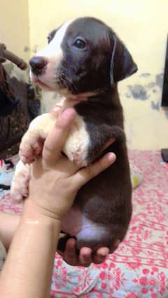 American pitbull puppies for sale in Lahore blue eyes puppies pure