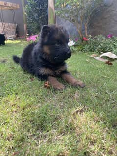 Black & Tan German Shepherd Puppies Pair – Pedigree Certified