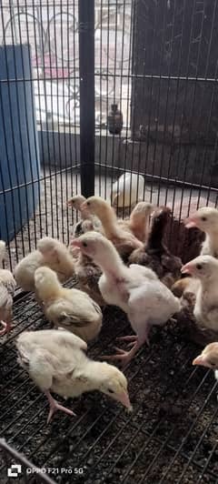 pure Aseel chicks/Aseel chicks/Aseel han