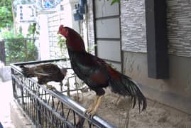 Aseel Murgha male