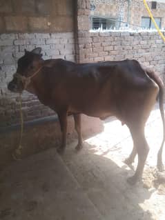 4 Dant Cow for sale