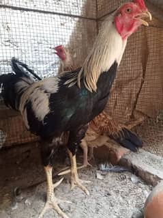 Aseel Murga and Desi Murgi