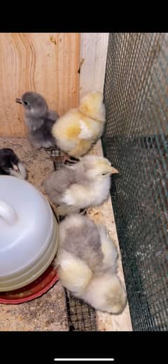 Fancy chicks available for sale