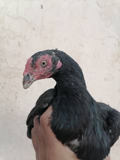 Mushkil