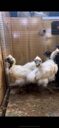 White silkie chicks