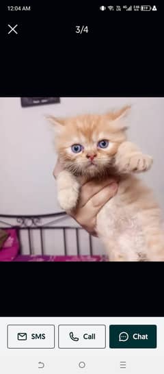 Beautiful Kitten