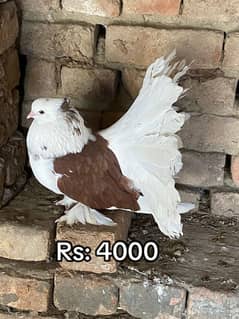 TOP QUALITY FAINTAILS 03115733578