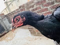 High quality Aseel for sale