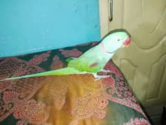 bolny wala parrot