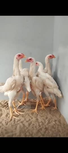 O Shamo Pullets