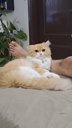 Punch Face Cat For Sale