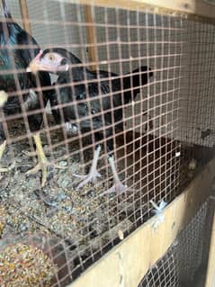 aseel pair are for sale