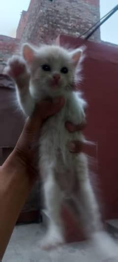 Persian Babys