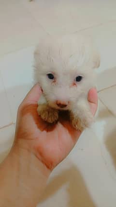 Maltese puppies