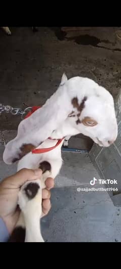 cross breeding