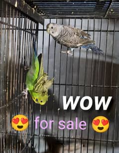 Australian budgie parrot for sale