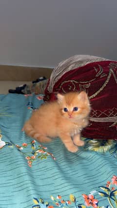 Male triple coat
