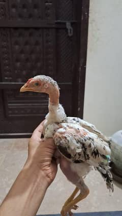 INDIAN