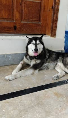 Siberan Husky