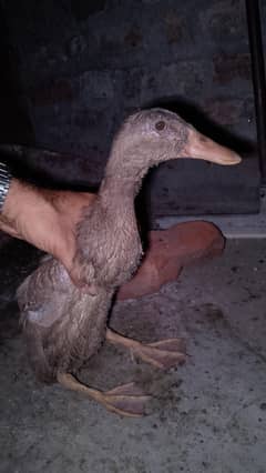 4 months age khaki Campbell ducks for urgent sale