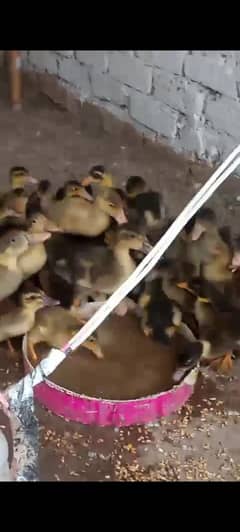 Dasi Ducks chicks